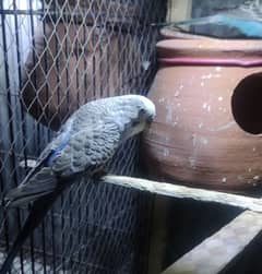 Australia parrot for sale with cage