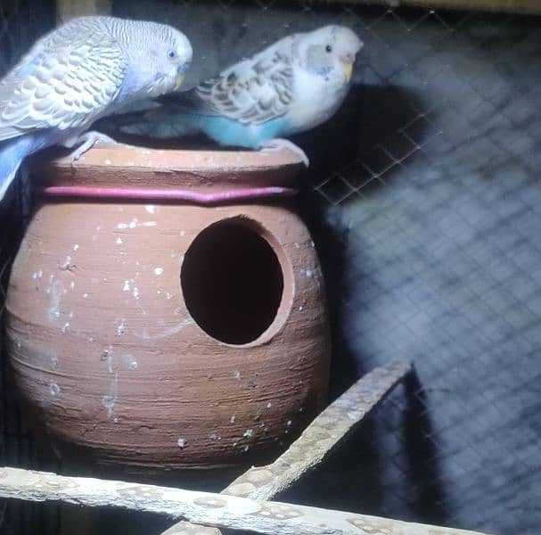 Australia parrot for sale with cage 2