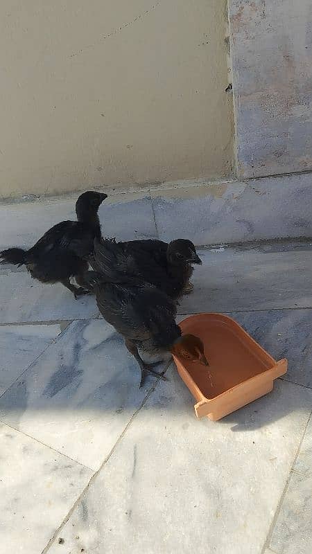 ayam ciyami 3chick's 1