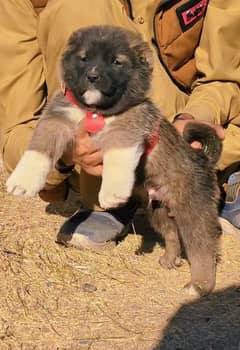 bakarwal dog security dog/  bakarwal male female for sale