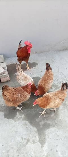 Golden Misri 4 females