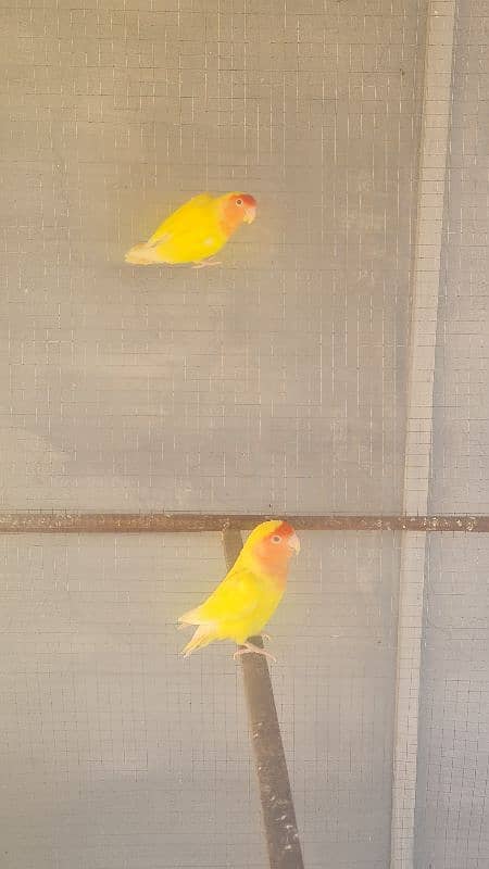 Love bird breeder pair 0