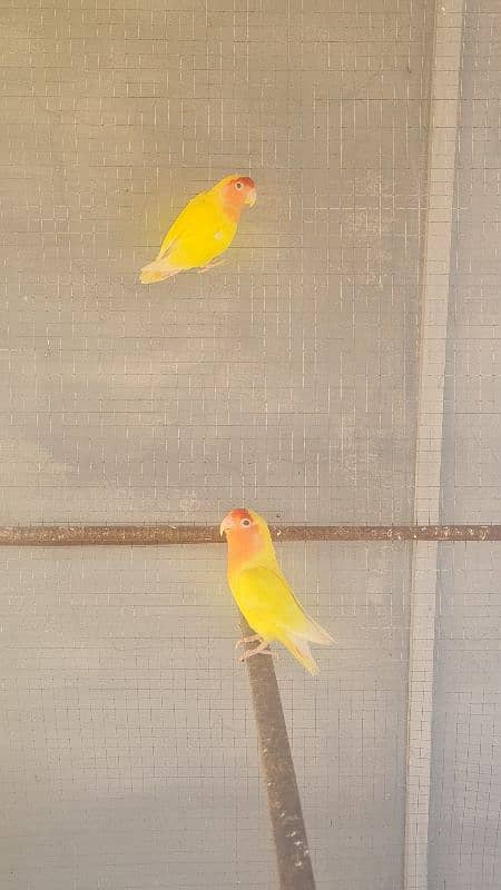 Love bird breeder pair 1