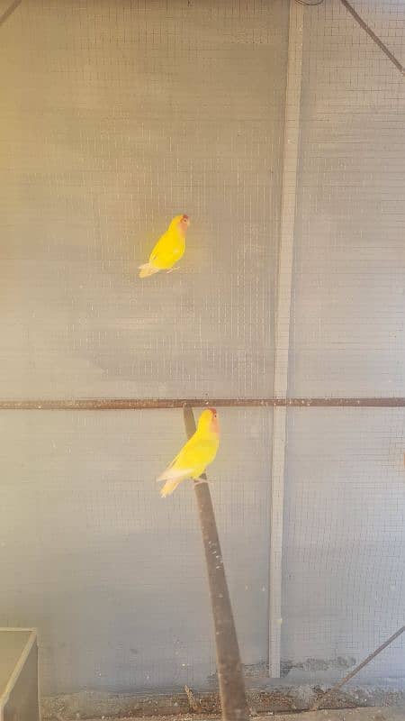 Love bird breeder pair 2