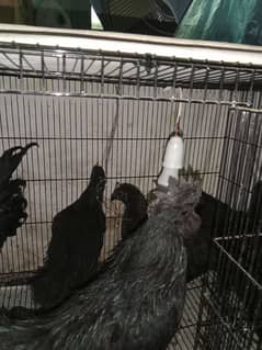 ayam cemai gray healthy and active 03238994885Indonesian breed