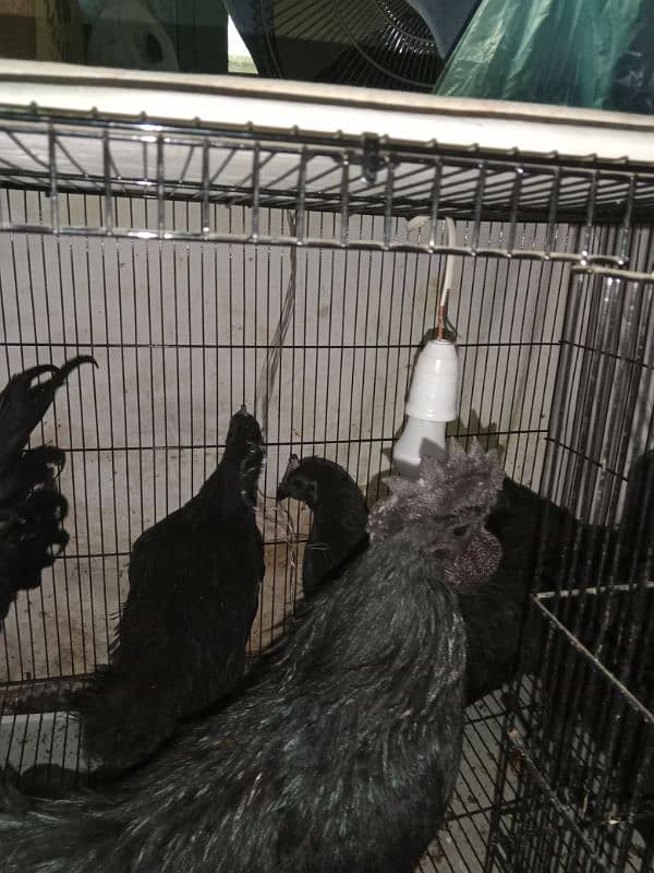 ayam cemai gray healthy and active 03238994885Indonesian breed 0