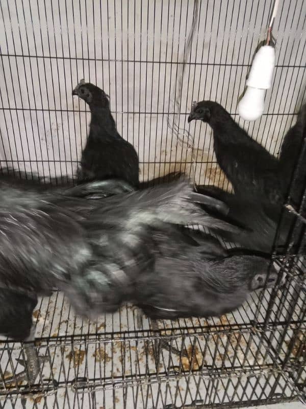 ayam cemai gray healthy and active 03238994885Indonesian breed 1