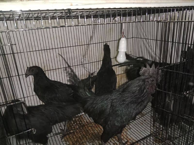 ayam cemai gray healthy and active 03238994885Indonesian breed 2