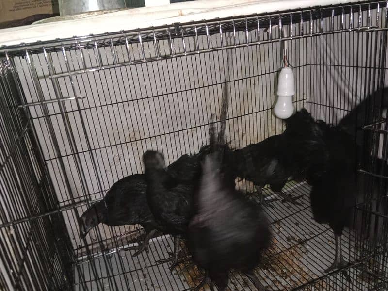 ayam cemai gray healthy and active 03238994885Indonesian breed 3