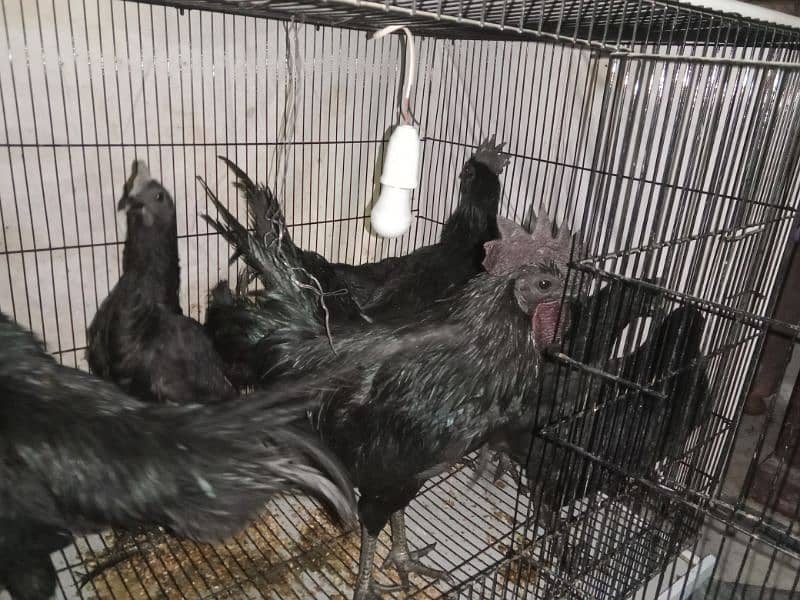 ayam cemai gray healthy and active 03238994885Indonesian breed 4