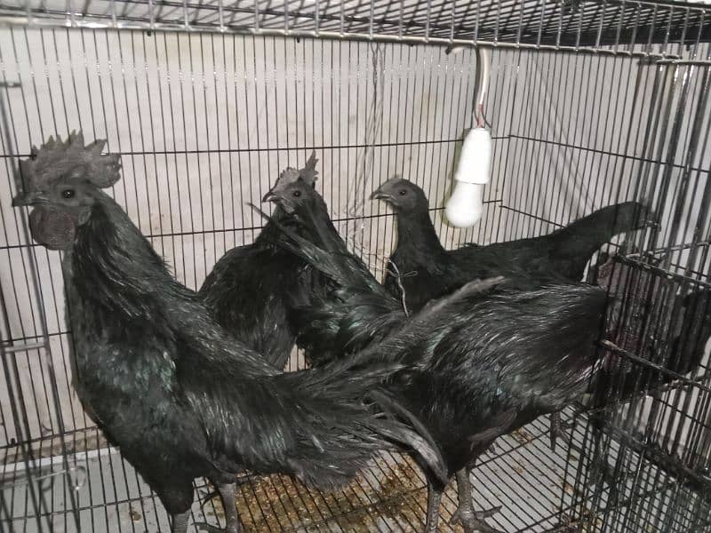 ayam cemai gray healthy and active 03238994885Indonesian breed 5