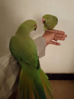 hand tame green parrot start speaking and talking do not bite