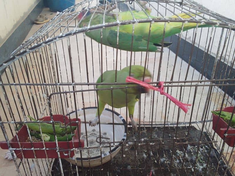 hand tame green parrot start speaking and talking do not bite 1