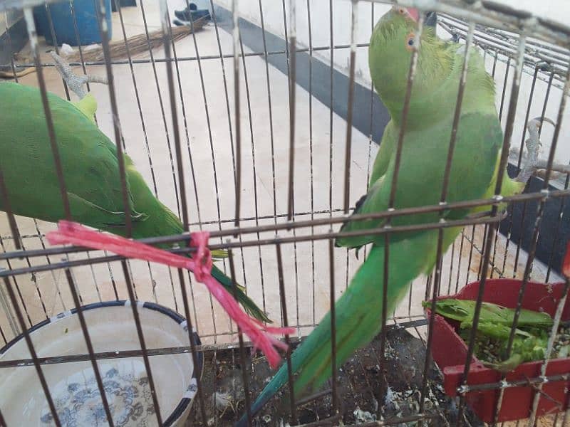 hand tame green parrot start speaking and talking do not bite 2