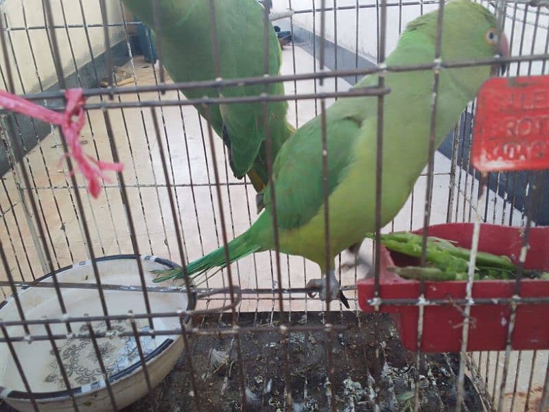 hand tame green parrot start speaking and talking do not bite 3