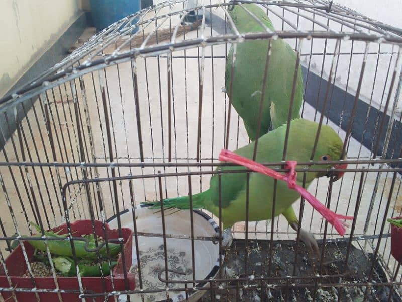 hand tame green parrot start speaking and talking do not bite 4