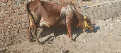 jersi chulstani cross cow available for sale