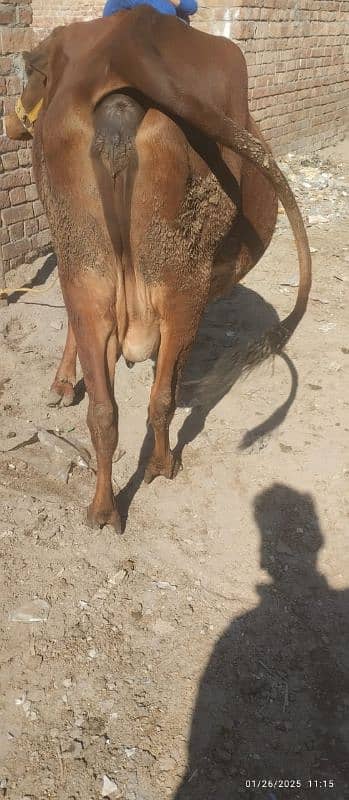 jersi chulstani cross cow available for sale 1