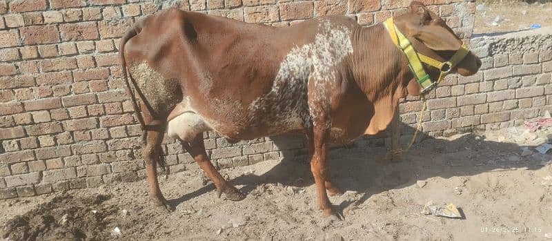 jersi chulstani cross cow available for sale 2