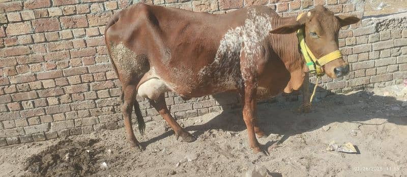 jersi chulstani cross cow available for sale 3