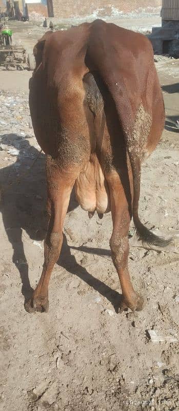 jersi chulstani cross cow available for sale 4