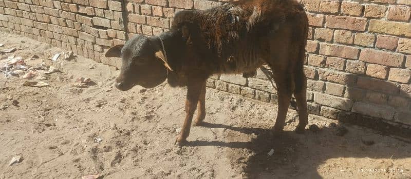 jersi chulstani cross cow available for sale 5