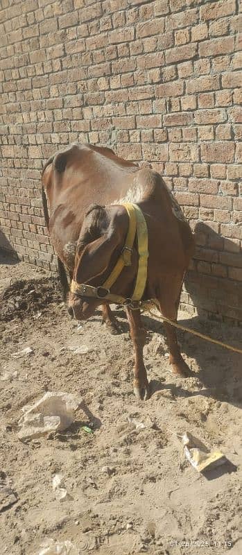 jersi chulstani cross cow available for sale 6