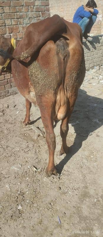 jersi chulstani cross cow available for sale 7