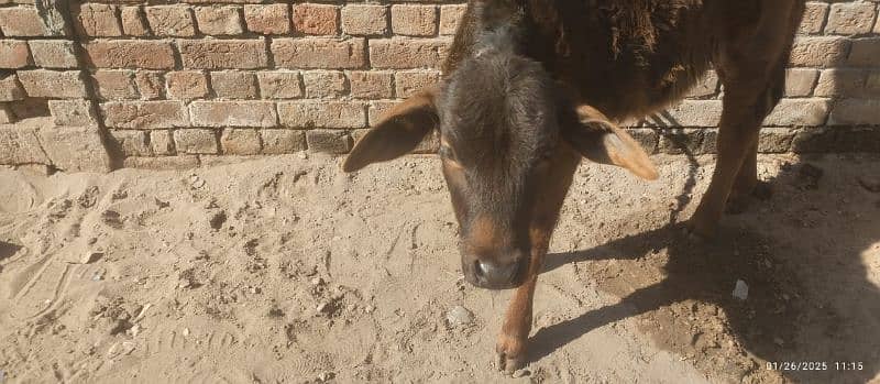 jersi chulstani cross cow available for sale 8