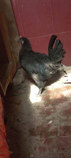 australorp/australop / egg starter /murgi