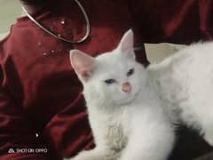 White Persian Kitten with blue Eyes