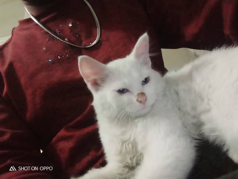 White Persian Kitten with blue Eyes 0