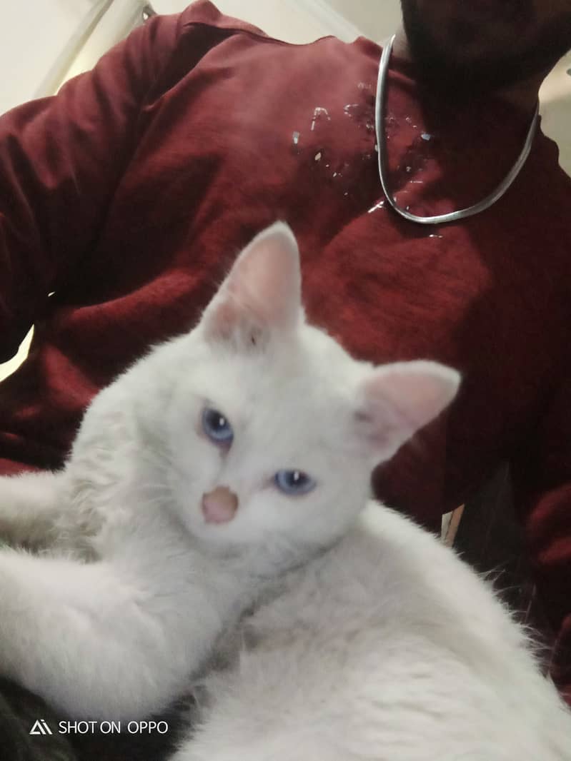 White Persian Kitten with blue Eyes 1