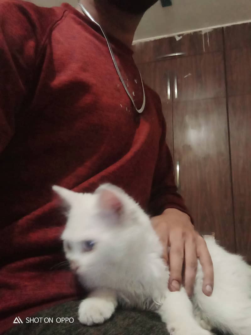 White Persian Kitten with blue Eyes 3