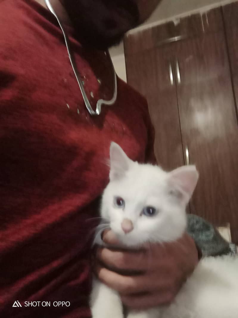 White Persian Kitten with blue Eyes 4