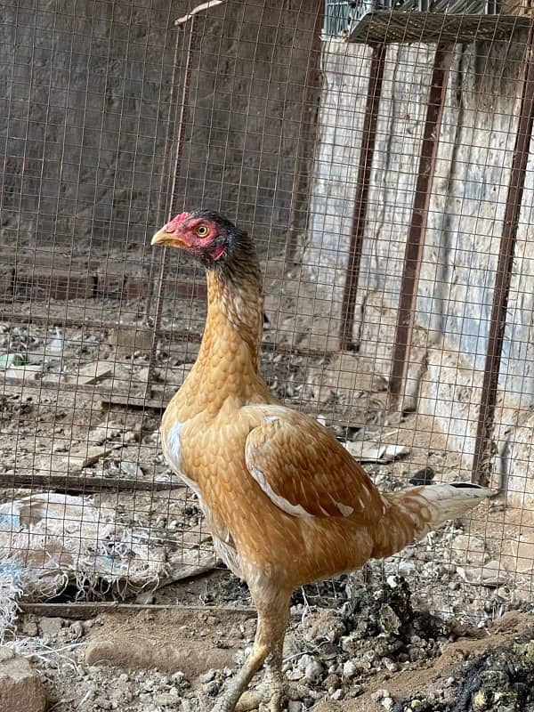 Pure Sindhi Aseel Male and 2 Females 10