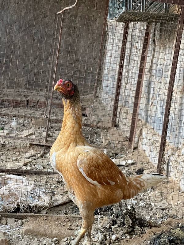 Pure Sindhi Aseel Male and 2 Females 11