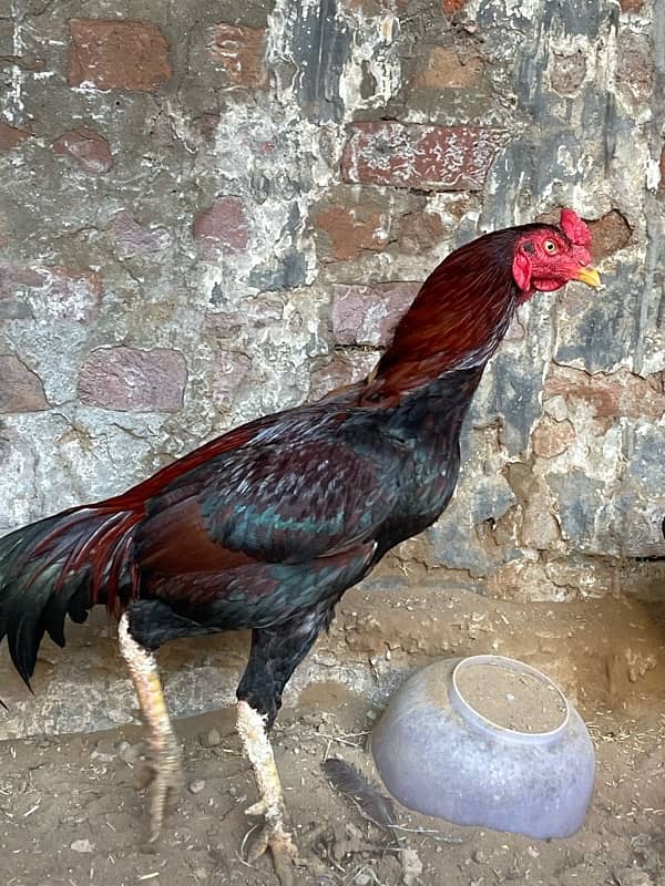 Pure Sindhi Aseel Male and 2 Females 17