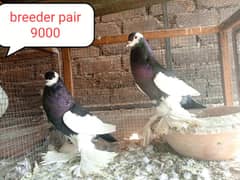 fancy pigeon | kabutar| Jacobin|  frillback saddle | amarican fantail|