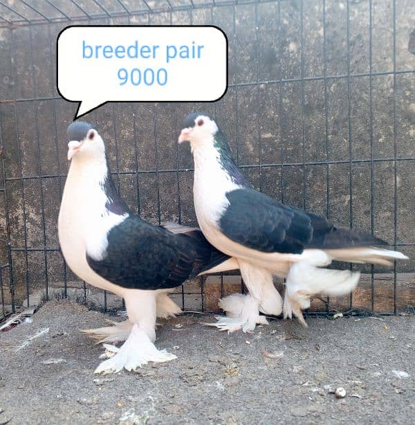 fancy pigeon | kabutar| Jacobin|  frillback saddle | amarican fantail| 9