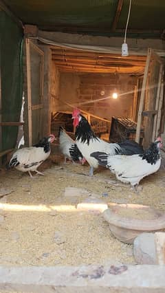 Lakenvelder german breed Australorp hertiage