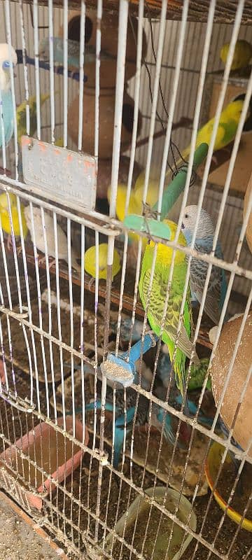 parrots for sale in pair !! 0