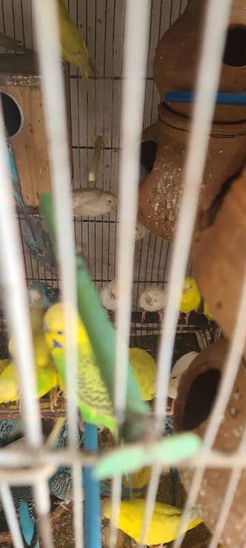 parrots for sale in pair !! 1