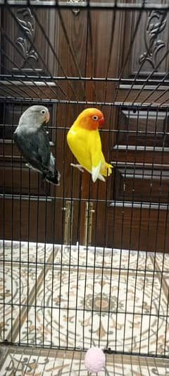 love bird