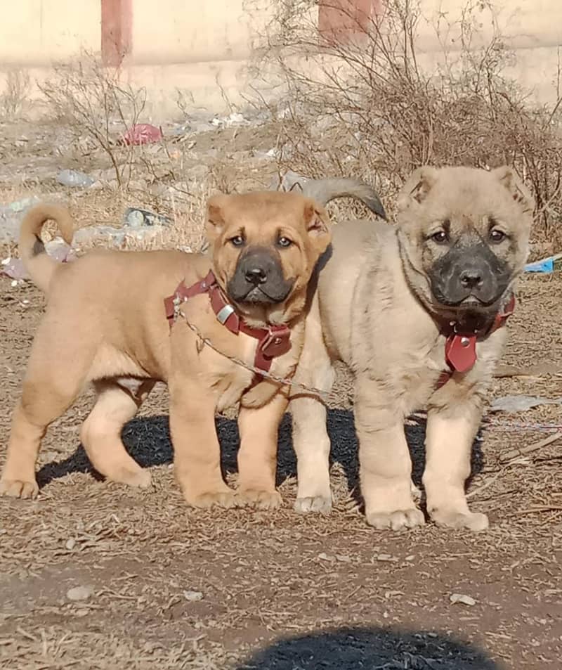 Top quality Turkish kangal puppies for sale /  kangal double hadi 0