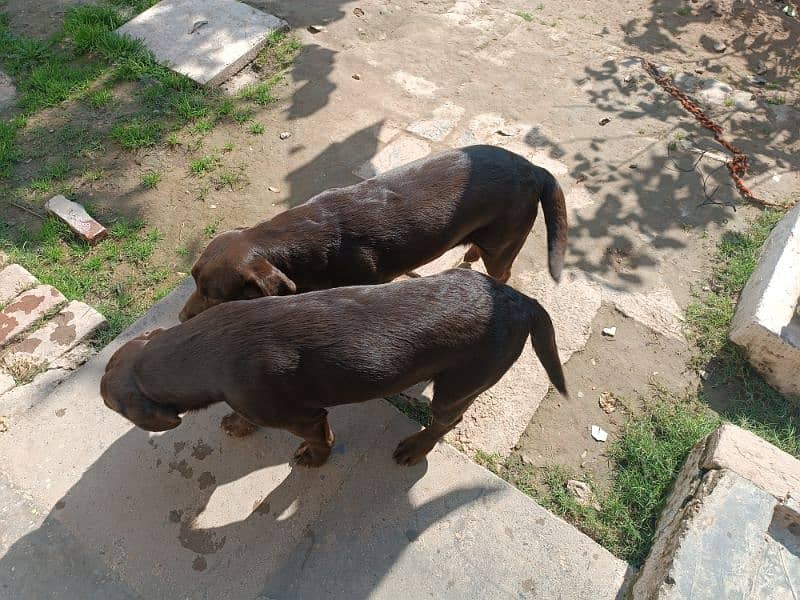 Chocolate Labrador pair for sale 1