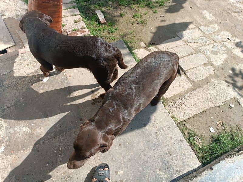 Chocolate Labrador pair for sale 2