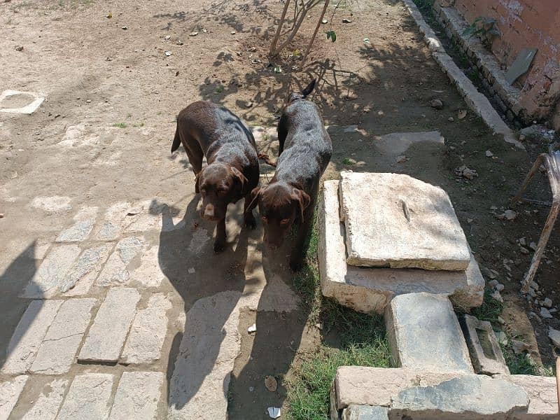 Chocolate Labrador pair for sale 3