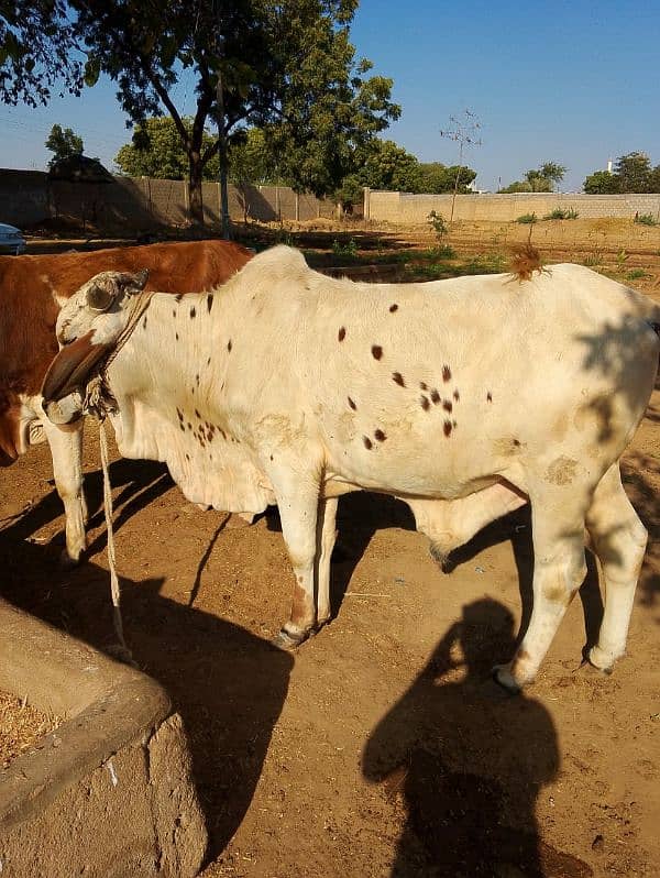 Cows Available 4