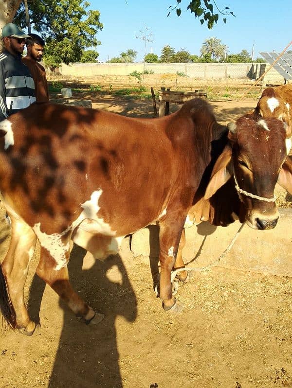 Cows Available 7